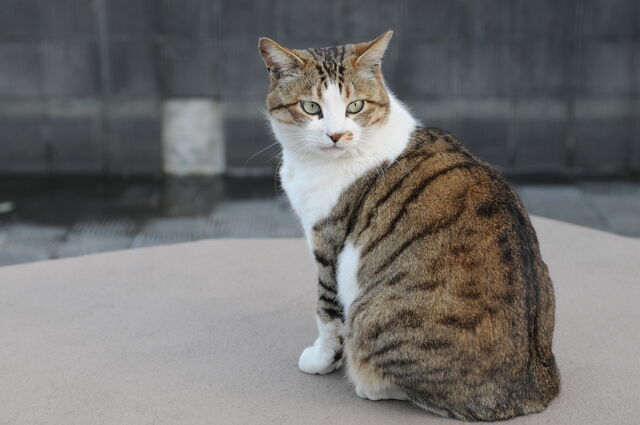 File:UWCW beetlewhisker.jpg