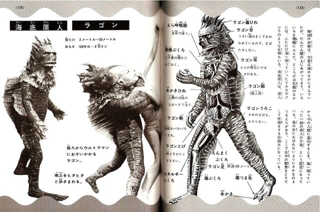 File:Ragon anatomy.jpg