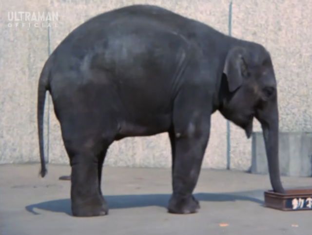 File:Elephant.png