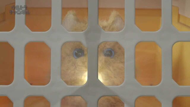 File:UG-Moko Screenshot 003.jpg