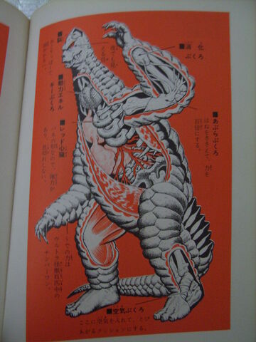 File:MORE RED KING ANATOMNY.jpg