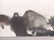 Dove Carrying Death