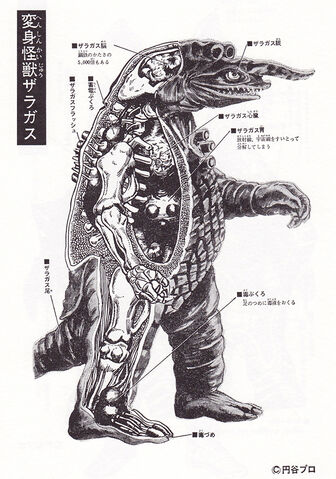File:Zaragas's Anatomy.jpg