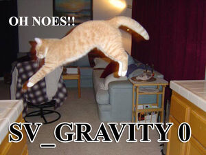 Gravity-cat
