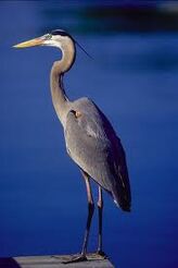 Heron