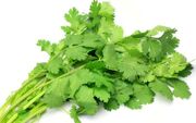 Coriander11