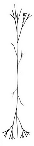 File:Saproling.png