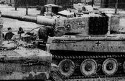 Tiger113.jpg
