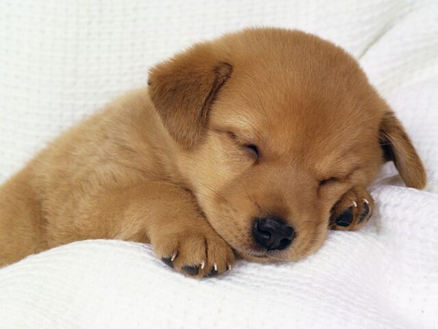 File:Cute-dog2.jpg