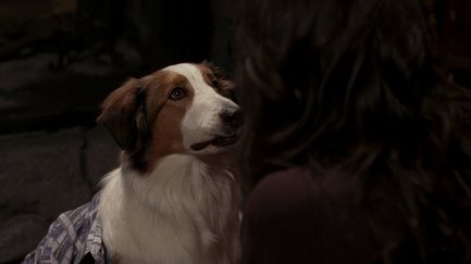 File:Samcollie.jpg