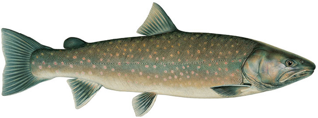 File:Trout.png