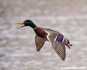 Mallard 2