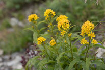 Goldenrod