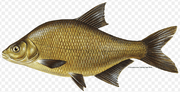 Bream