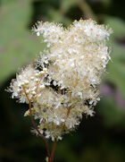Filipendula-ulmaria-meadow-sweet-for-ponds-bog-gardens-woodlands-233-p