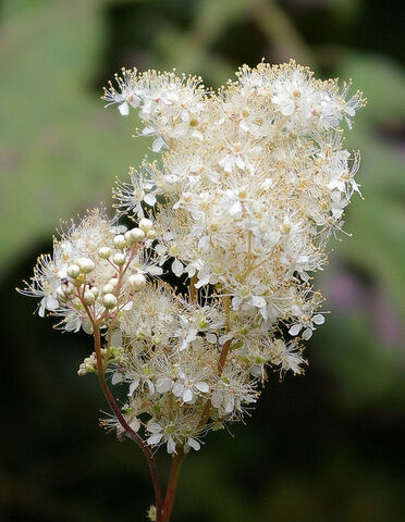 File:Filipendula-ulmaria-meadow-sweet-for-ponds-bog-gardens-woodlands-233-p.jpg