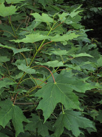 Acer saccharum fole