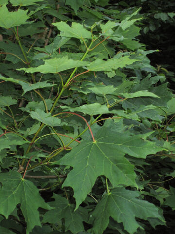 File:Acer saccharum fole.jpg