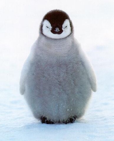 File:PENGUI2.jpg