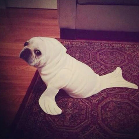 File:Dog seal.jpg
