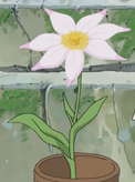Eruruu flower