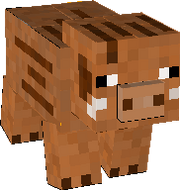 Boar