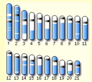 Tetraodon chromosomes