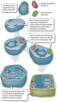 Endosymbiosis