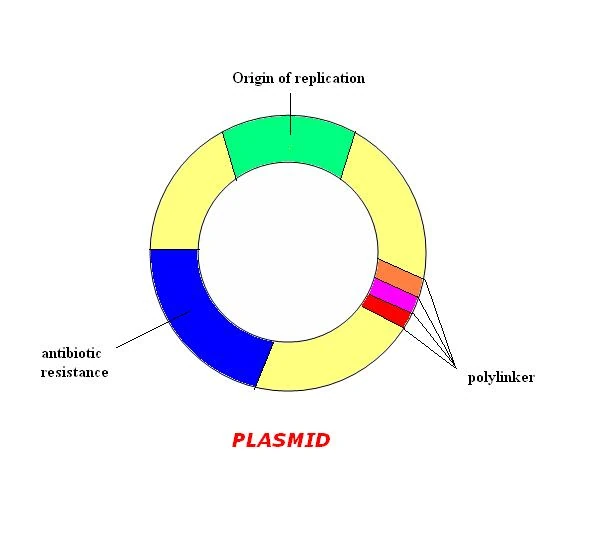 Plasmid UVM & Genomics Wiki FANDOM powered by Wikia