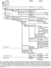 Polyploidy in fish