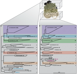 Microbial 16S phylogenetic analysis
