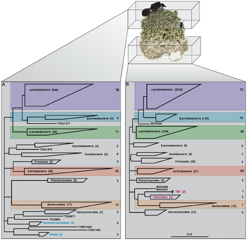 File:Microbial 16S phylogenetic analysis.png
