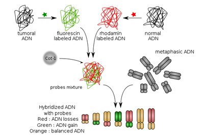 600px-Comparative genomic hybridization.svg