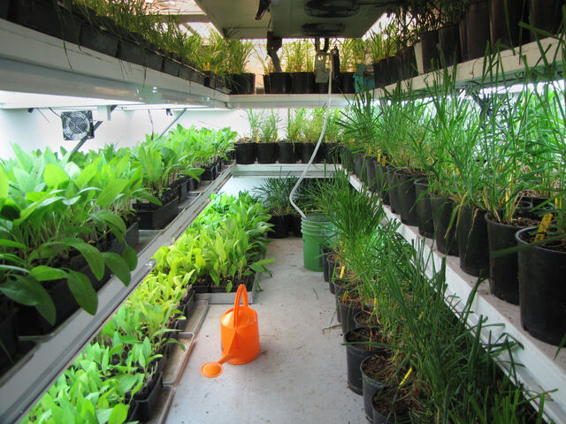 File:TLI vernalization chamber.jpg