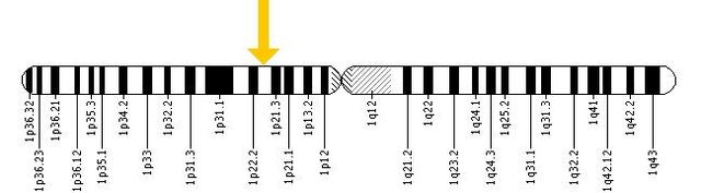 File:ABCA4 ChromoLocal.jpeg