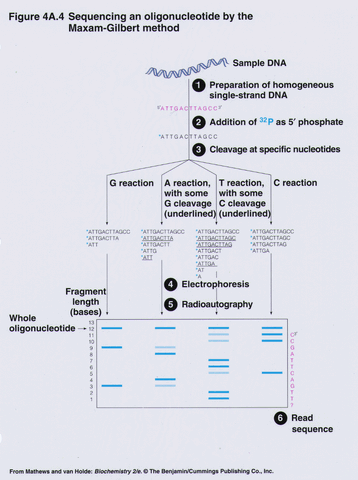 File:Maxam-gilbert sequence.gif