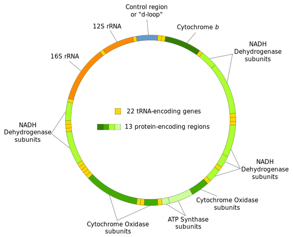 File:Mitochondrial DNA en.svg.png