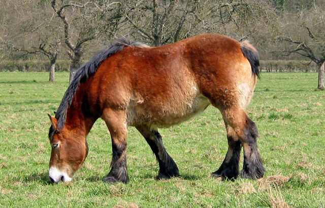 File:Het paard.jpg