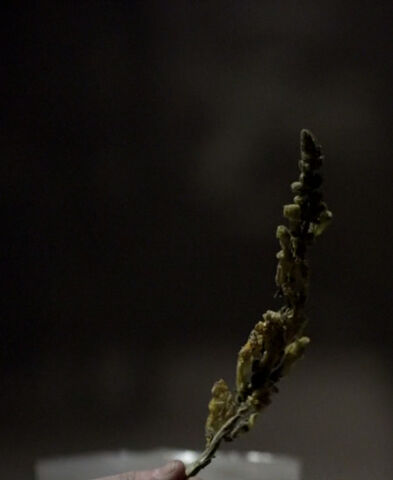 File:Wolfsbane9.jpg