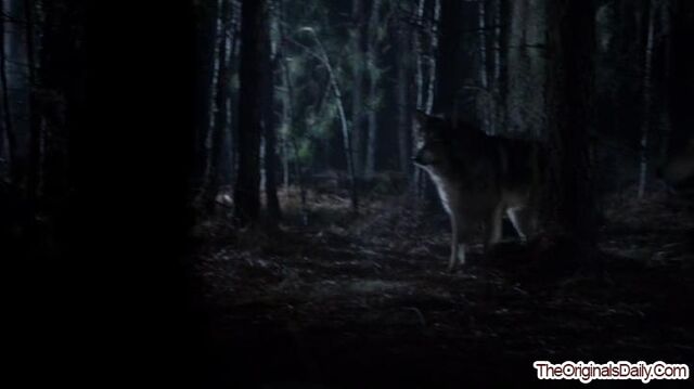 File:CrescentWolf-1 (5).jpg