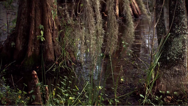 File:Bayou2.png