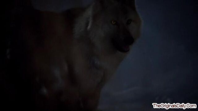 File:CrescentWolf-1 (3).jpg