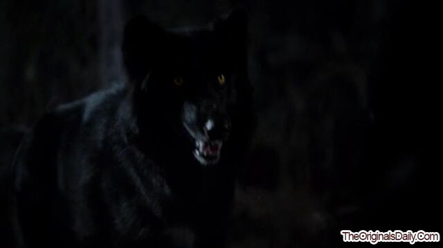 File:CrescentWolf-1 (8).jpg