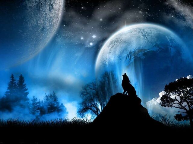 File:Beautiful Wolf.jpg