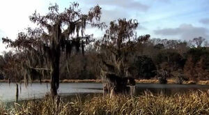 Bayou.jpg