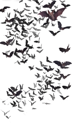 image swarm of bats png vampire wars wiki fandom image swarm of bats png vampire wars wiki fandom