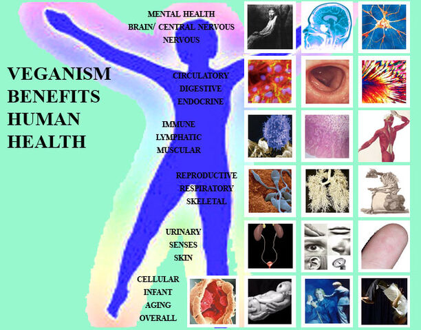 File:Human-HealthWeb.jpg