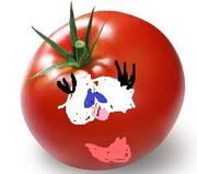 Mom tomato
