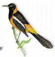 Turpial