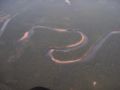 120px-Orinoco 33. 2005